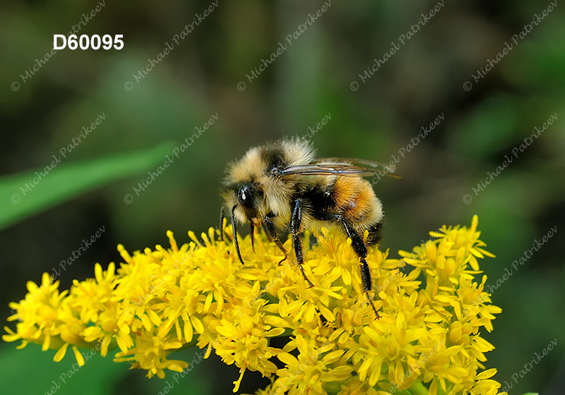 Tricolored Bumble Bee (Bombus ternaries)